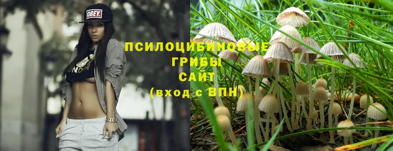 Галлюциногенные грибы Psilocybine cubensis  кракен зеркало  Энем 